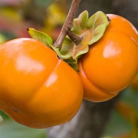 sweet fuyu persimmon