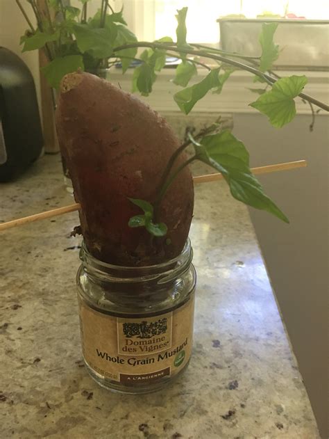 Sweet Potato Vine Experiment
