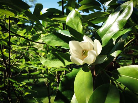 Sweetbay Magnolia Moonglow