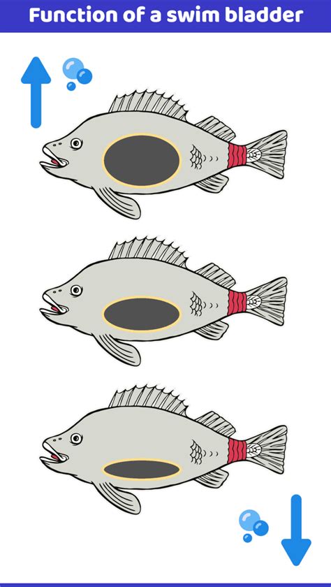 Swim Bladder Function