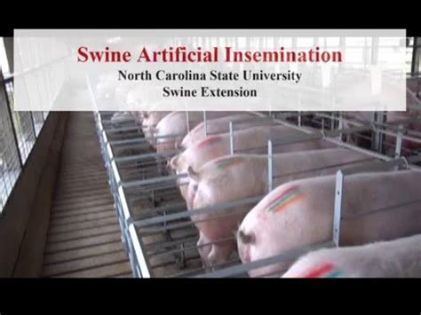 Read Online Swine Artificial Insemination For Beginners The 