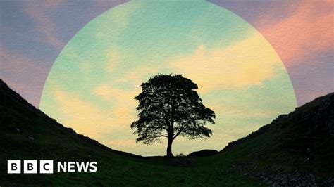 Sycamore Gap New Life Springs From Rescued Tree Tree Science - Tree Science