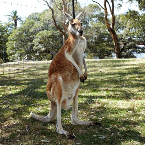 sydney australia kangaroo
