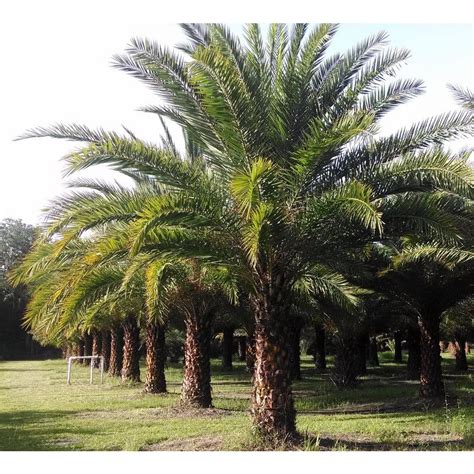 Sylvester Palm Tree