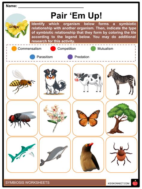 Symbiosis Facts Amp Worksheets Meaning Relationships Kidskonnect Commensalism Mutualism Parasitism Worksheet - Commensalism Mutualism Parasitism Worksheet