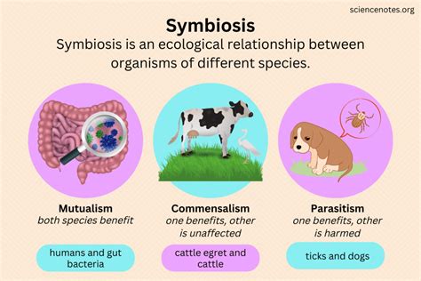 Symbiotic Relationship Examples