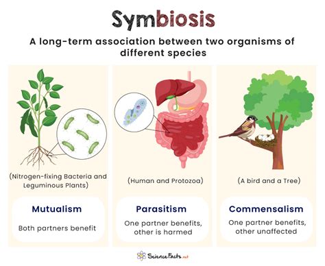 Symbiotic Relationships In Ecology Wild Earth Lab Which Symbiosis Is It Worksheet - Which Symbiosis Is It Worksheet