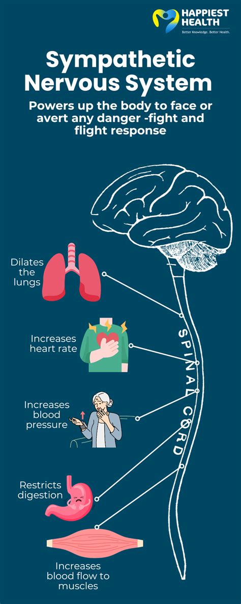Sympathetic Nervous System