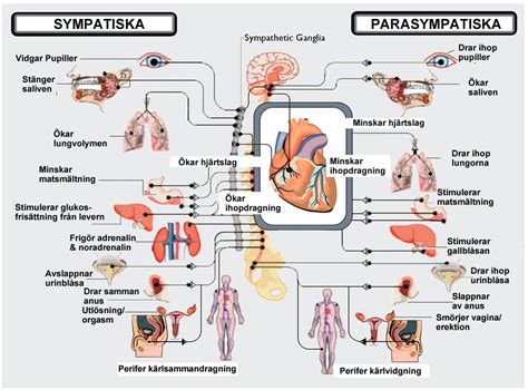 sympatiska nervsystemet symptom