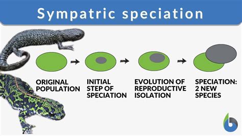 Sympatric Definition