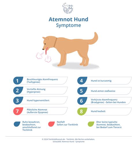 symptom döende hund