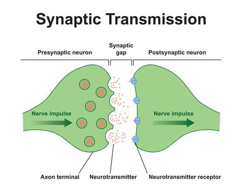 Synapse And Synaptic Transmission
