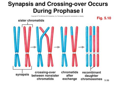 Synapsis Occurs Between