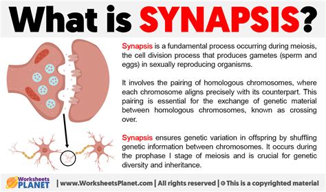 Synapsis Occurs During