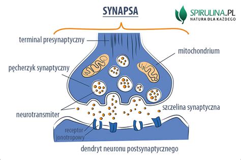 Synapsy Co To