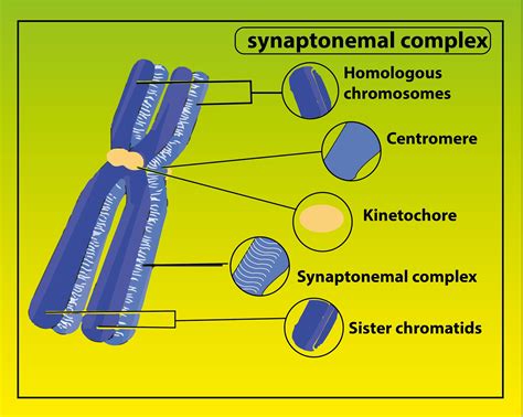 Synaptonemal Complex Function