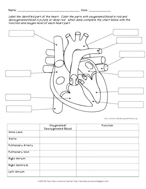 System 8211 Kidsworksheetfun Circulatory System Vocabulary Worksheet - Circulatory System Vocabulary Worksheet