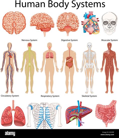 Systems Of The Human Body Worksheet