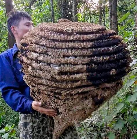 tổ ong | T Ong Adventure