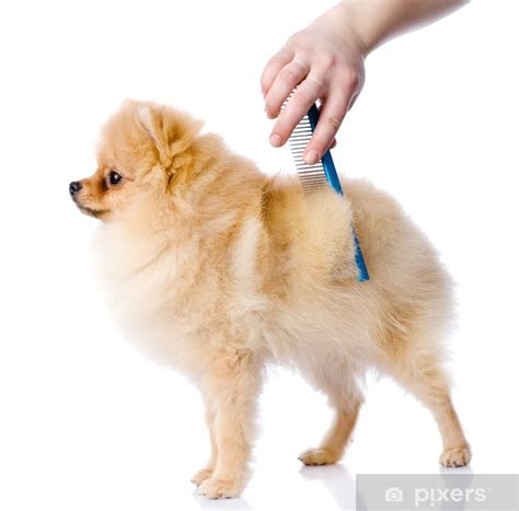 ta hand om hund gratis