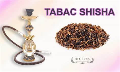 tabak-shisha folkd.com