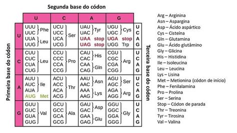 Tabela De Codons