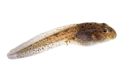 tadpole Etymology, origin and meaning of tadpole by etymonline