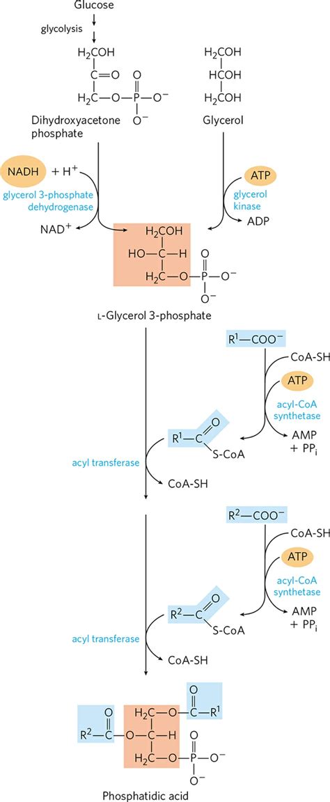 Tag Biosynthesis
