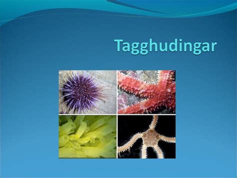 tagghudingar blodomlopp