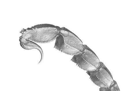 tail of the scorpion