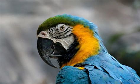 talking parrot for java