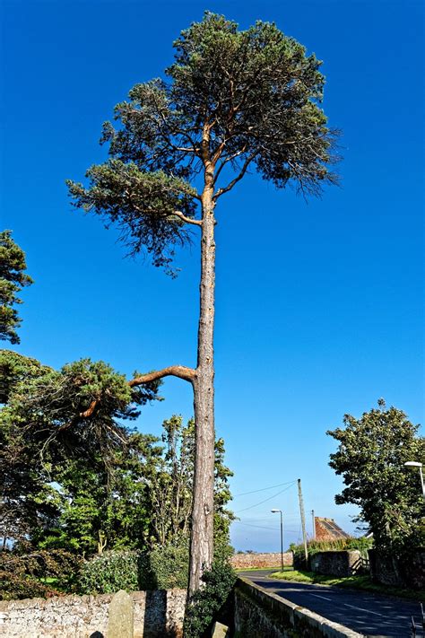 Tall Tall Tree