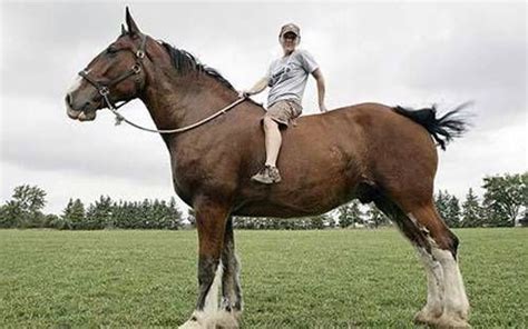 tallest horse ever