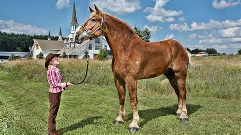 tallest horse in the world