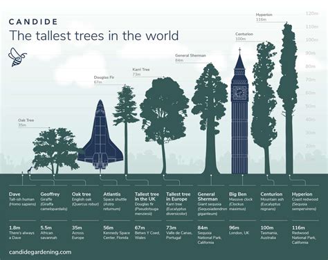 tallest tree in the earth