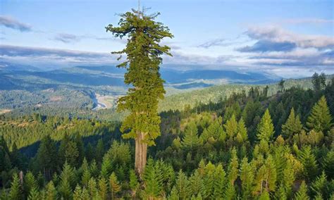 tallest tree on the planet