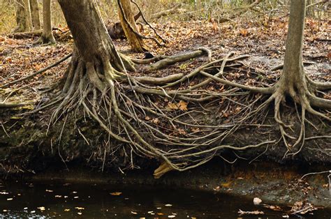 Full Download Tangled Roots And Twisted Branches 