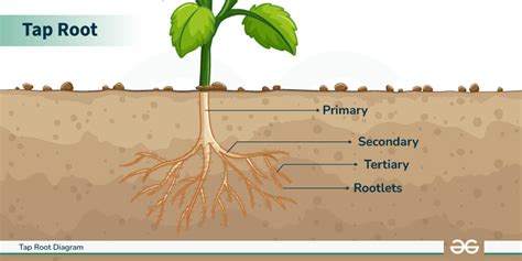 Tap Root Diagram