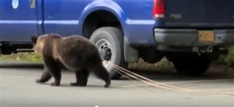 Tapeworms In Bears