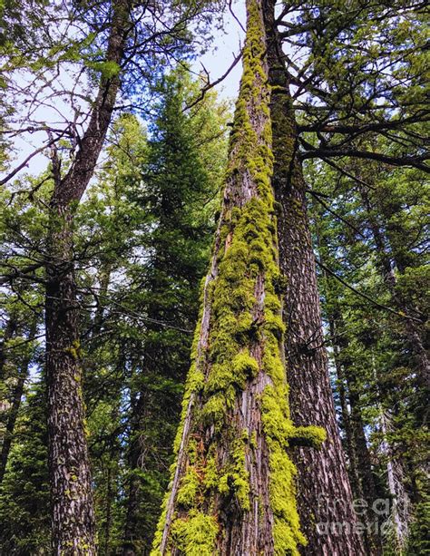 Tapper Mossy Tree