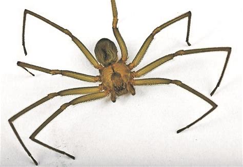 tara lynn ramsey violin spider