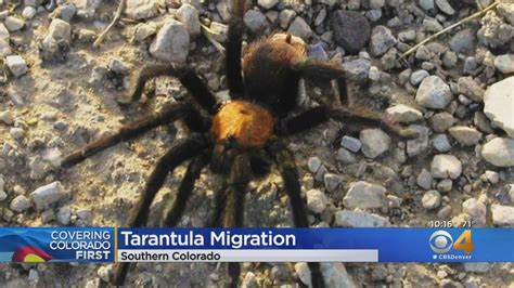 tarantula migration colorado