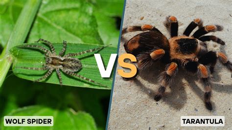 Tarantula Vs
