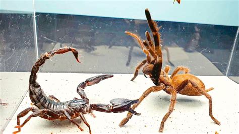 Read Online Tarantula Vs Scorpion Who Would Win 