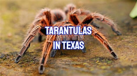 tarantulas in texas