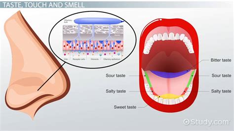 Taste And Sight Anatomy Study Guide