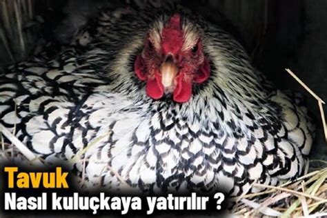 tavuk hangi ayda gurk olur