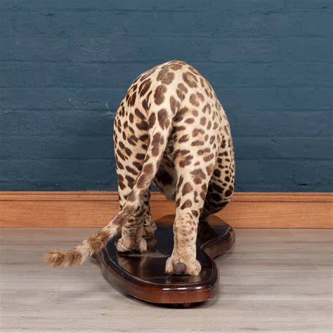 Taxidermy Scientific Study