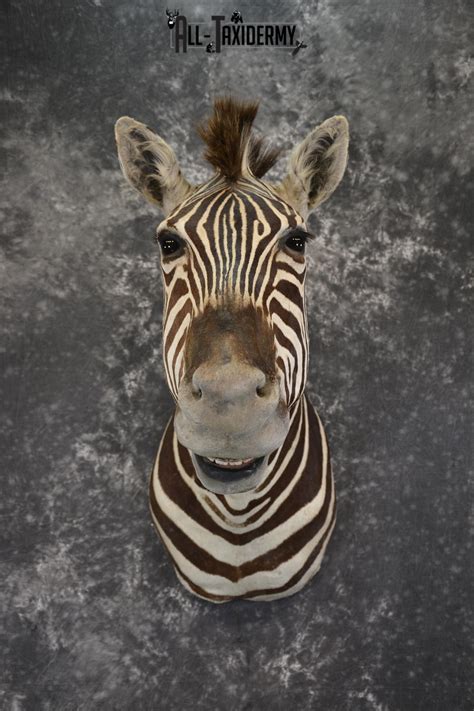 taxidermy zebra for sale eBay