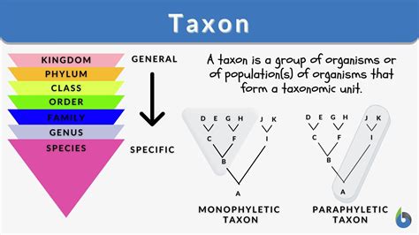 Taxon Definition